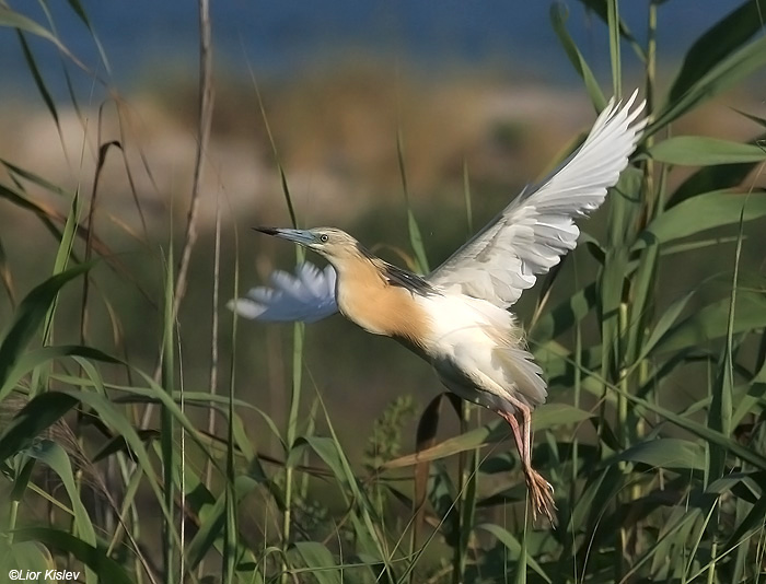   Squacco Heron  Ardeola ralloides  ,Maagan Michael ,June 2009 ,Lior Kislev                          